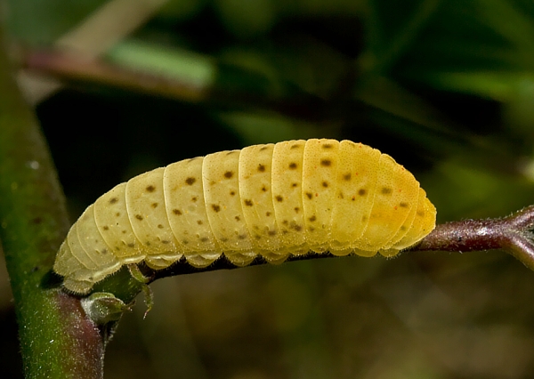 vidlochvost ovocný Iphiclides podalirius