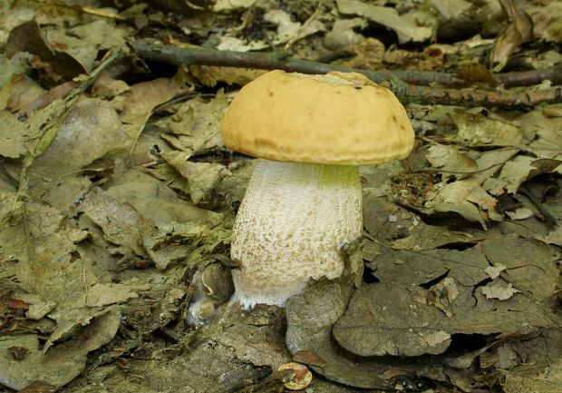 kozák žltopórový Leccinellum crocipodium (Letell.) Della Maggiora & Trassinelli