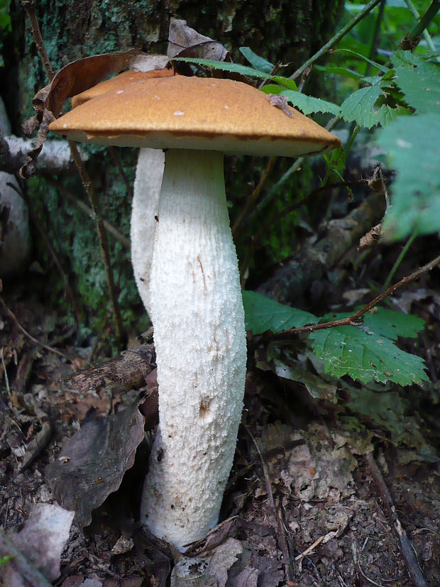 kozák osikový Leccinum albostipitatum den Bakker & Noordel.