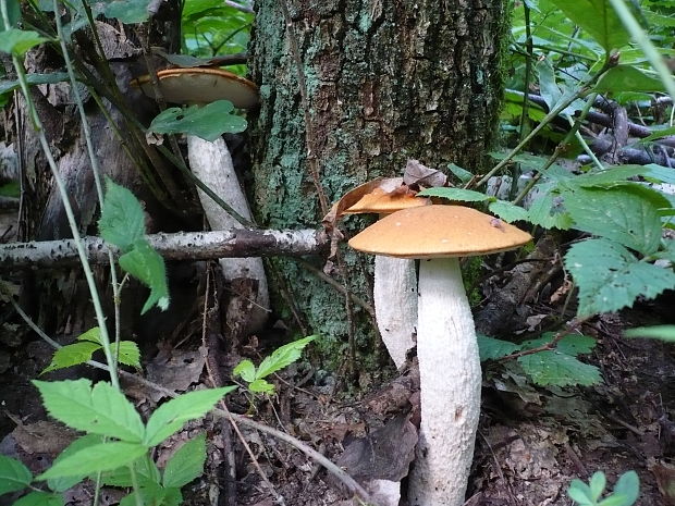 kozák osikový Leccinum albostipitatum den Bakker & Noordel.