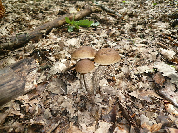 kozák hrabový Leccinum pseudoscabrum (Kallenb.) Šutara