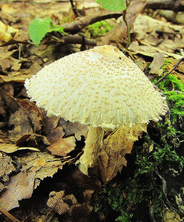 bedlička páchnúca Lepiota cristata Barla