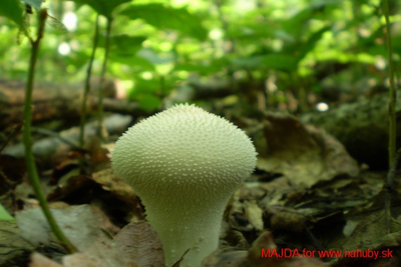 prášnica bradavičnatá Lycoperdon perlatum Pers.