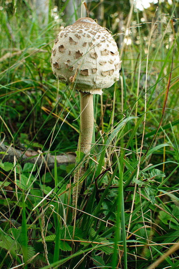 bedľa vysoká Macrolepiota procera (Scop.) Singer