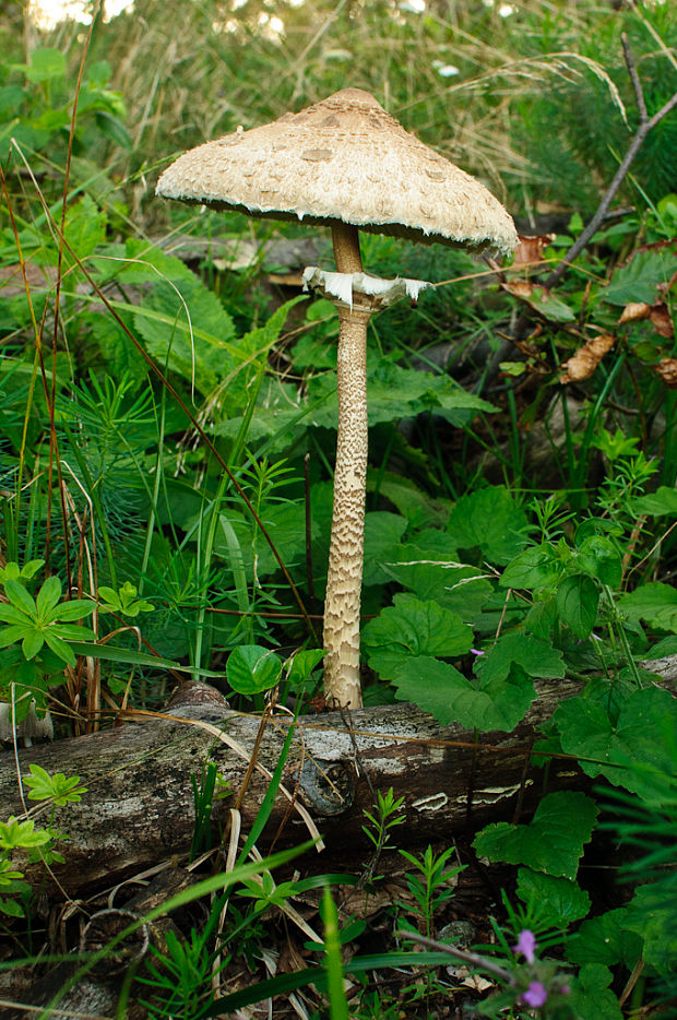 bedľa vysoká Macrolepiota procera (Scop.) Singer