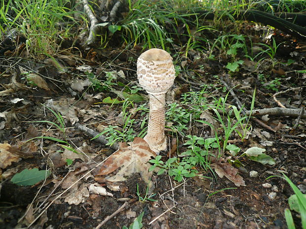 bedľa vysoká Macrolepiota procera (Scop.) Singer