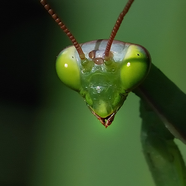 modlivka zelená Mantis religiosa