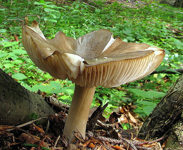 povraznica širokolupeňová Megacollybia platyphylla (Pers.) Kotl. & Pouzar