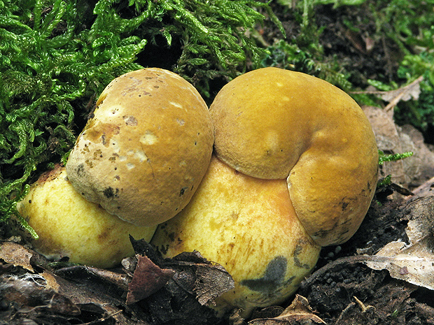 hríb zrnitohlúbikový odfarbený Neoboletus xanthopus (Quél.) Krieglst.