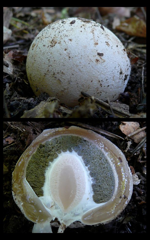 hadovka smradľavá Phallus impudicus L.