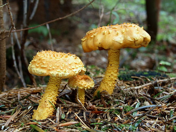 šupinovka ohnivá Pholiota flammans (Batsch) P. Kumm.