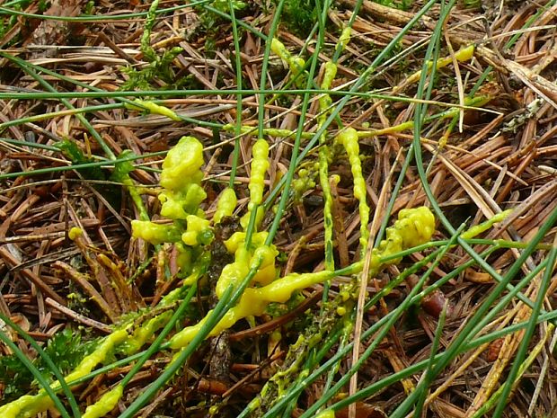 vápenatka nazelenalá Physarum virescens  Ditmar