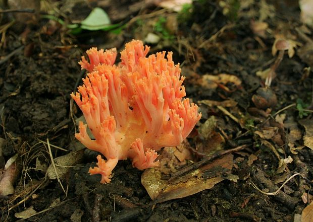 strapačka lososovoružová Ramaria subbotrytis (Coker) Corner