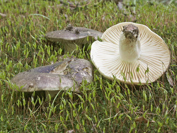 plávka černejúca Russula nigricans Fr.