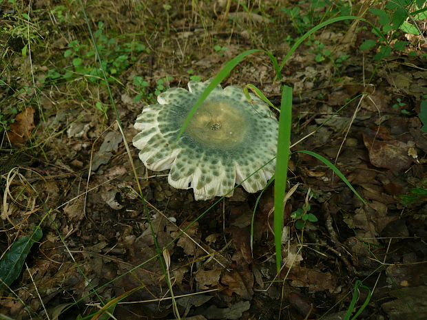 plávka zelenkastá Russula virescens (Schaeff.) Fr.