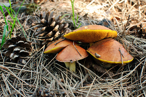 masliak zrnitý Suillus granulatus (L.) Roussel