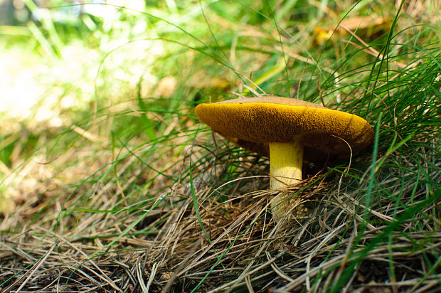 masliak zrnitý Suillus granulatus (L.) Roussel