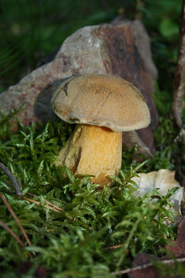 masliak strakatý Suillus variegatus (Sw.) Kuntze