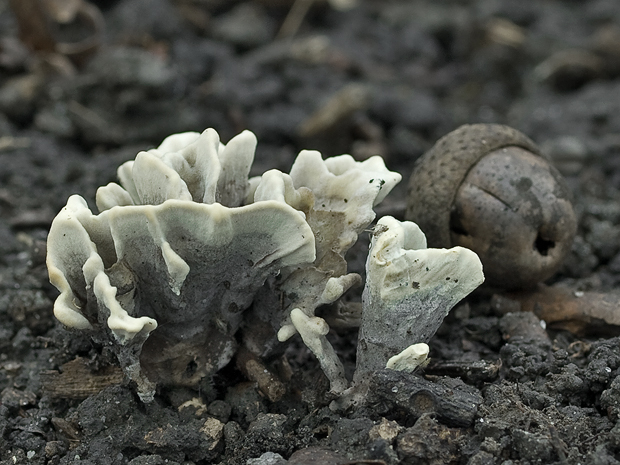 plesňovka smradľavá Thelephora palmata (Scop.) Fr.