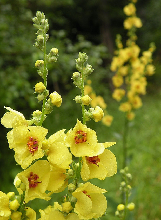 divozel chaixov rakúsky Verbascum chaixii subsp. austriacum (Schott ex Roem. et Schult.) Hayek