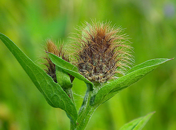 neidentifikovaná rastlina