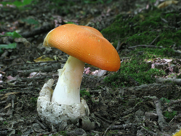 muchotrávka cisárska Amanita caesarea (Scop.) Pers.