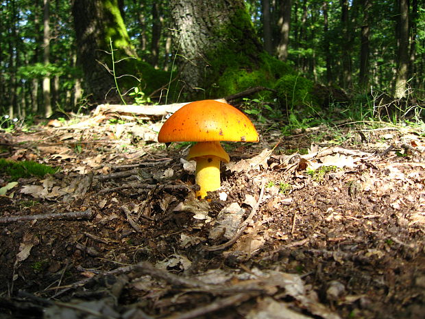 muchotrávka cisárska Amanita caesarea (Scop.) Pers.