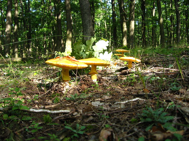 muchotrávka cisárska Amanita caesarea (Scop.) Pers.