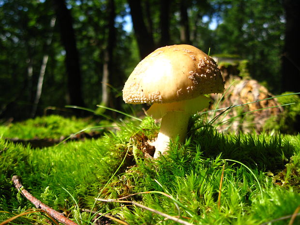 muchotrávka červenkastá Amanita rubescens Pers.