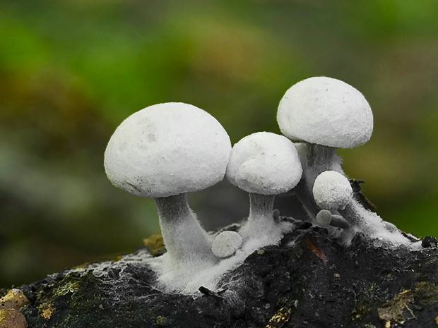 príživnica prášnicovitá Asterophora lycoperdoides (Bull.) Ditmar