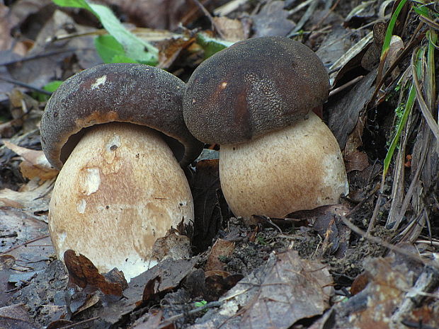 hríb bronzový Boletus aereus Bull. ex Fr.