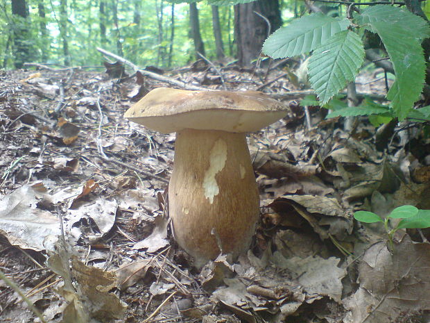 hríb bronzový Boletus aereus Bull. ex Fr.