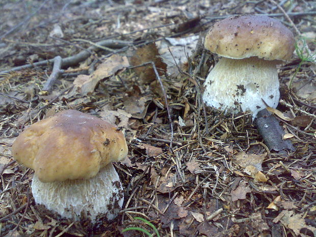 hríb smrekový Boletus edulis Bull.