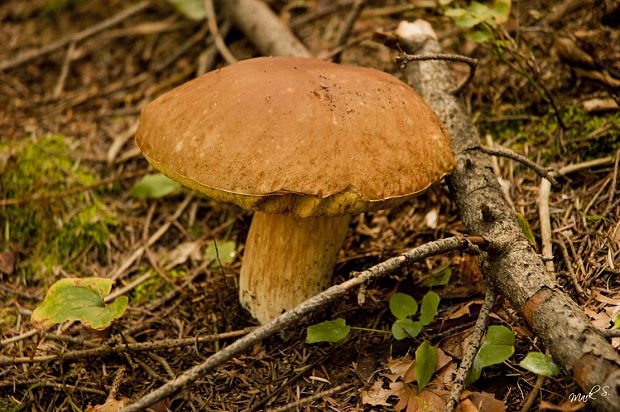 hríb smrekový Boletus edulis Bull.