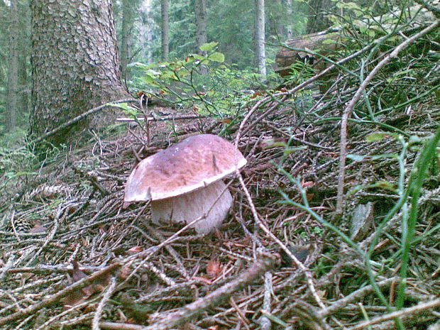 hríb smrekový Boletus edulis Bull.