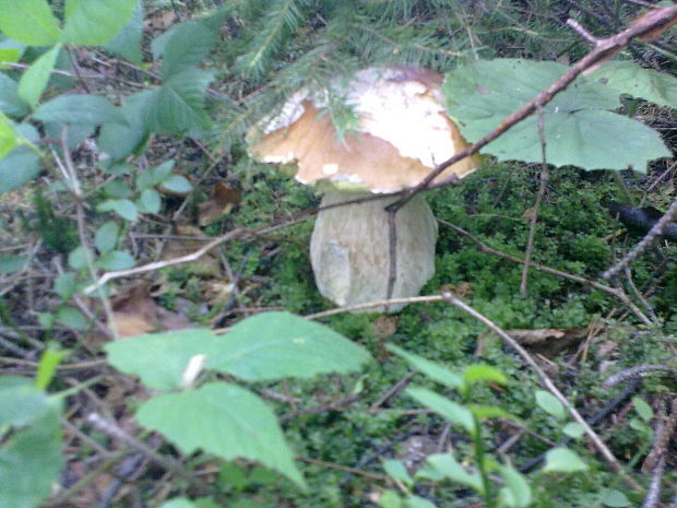 hríb smrekový Boletus edulis Bull.