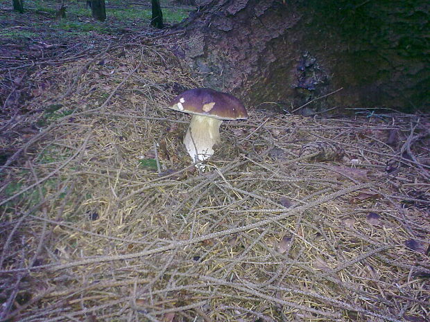 hríb smrekový Boletus edulis Bull.