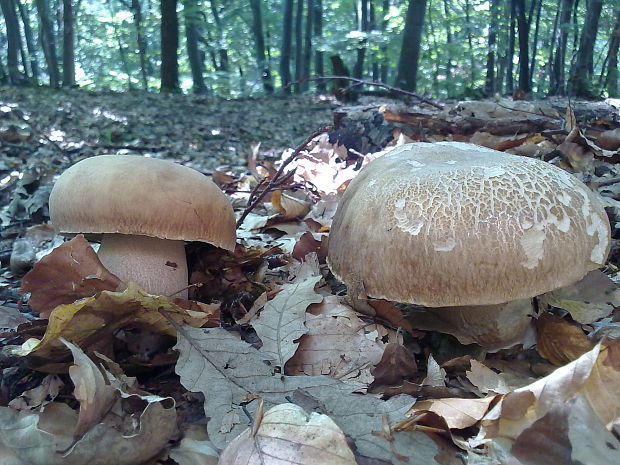 hríb dubový Boletus reticulatus Schaeff.