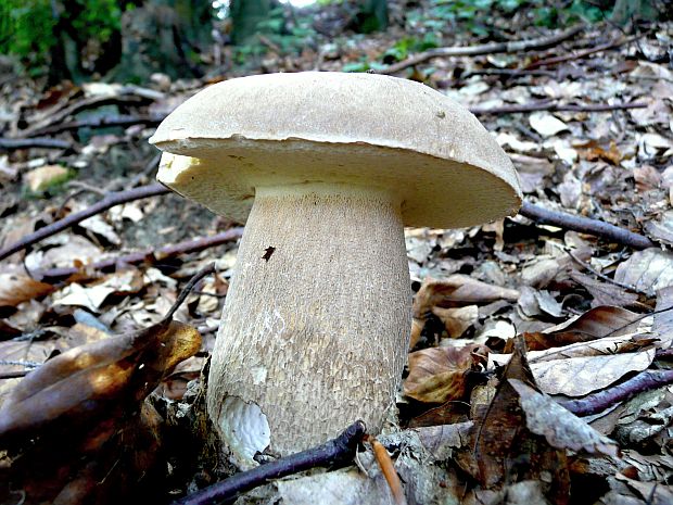 hríb dubový Boletus reticulatus Schaeff.