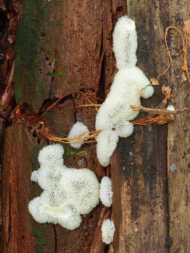 rohačka kríčkovitá v. pórovitá Ceratiomyxa fruticulosa var. porioides