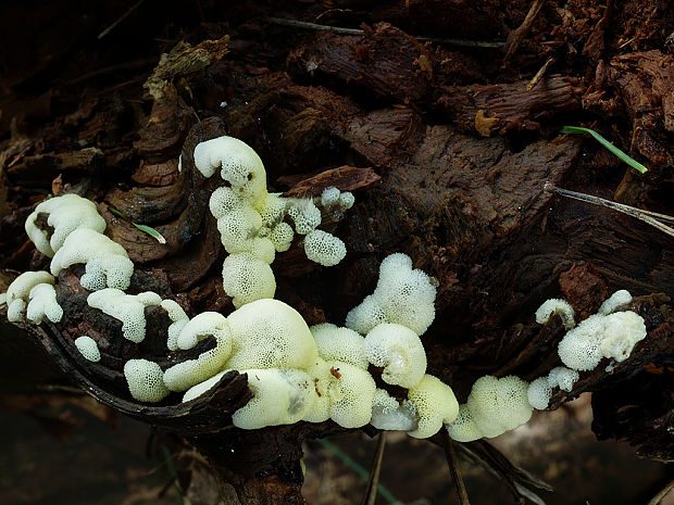 rohačka kríčkovitá v. pórovitá Ceratiomyxa fruticulosa var. porioides