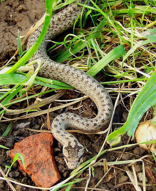 užovka hladká  Coronella austriaca