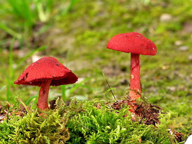 pavučinovec krvavý Cortinarius sanguineus (Wulfen) Fr.