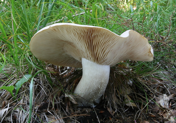 hodvábnica veľká Entoloma sinuatum (Bull.) P. Kumm.