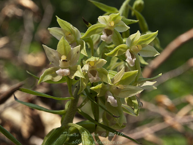 kruštík širokolistý pravý Epipactis helleborine subsp. helleborine (L.) Crantz