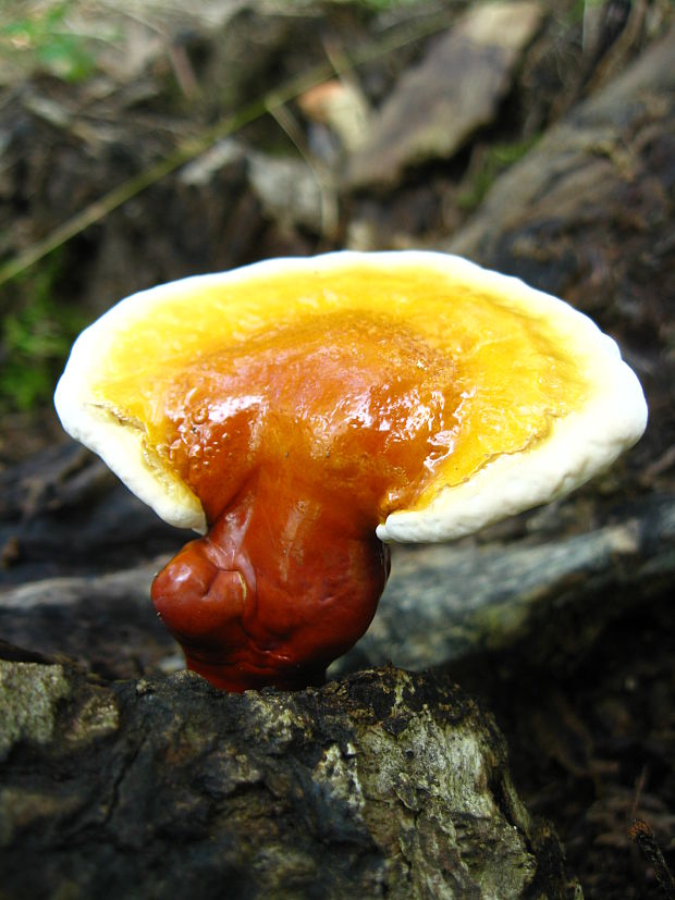 lesklokôrovka obyčajná Ganoderma lucidum (Curtis) P. Karst.