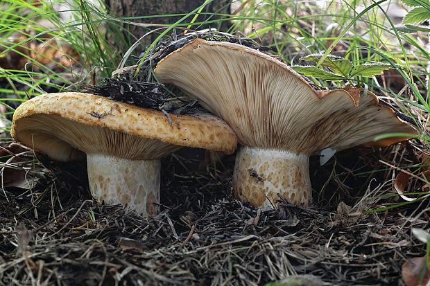 rýdzik rapavý Lactarius scrobiculatus (Scop.) Fr.