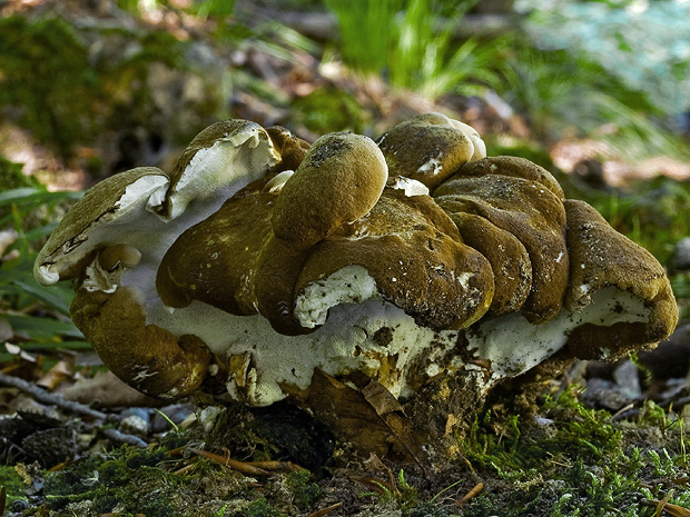 krásnopórovec zelenohnedý  Laeticutis cristata (Schaeff.) Audet