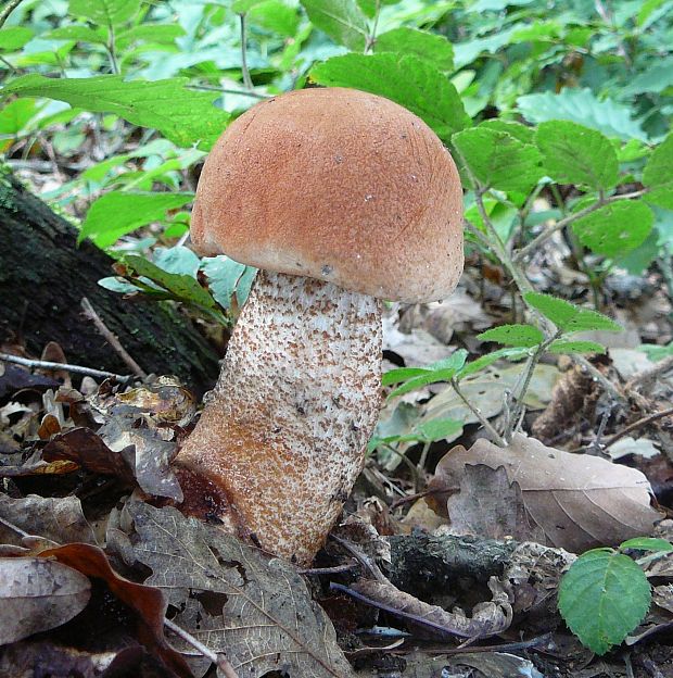 kozák dubový Leccinum aurantiacum (Bull.) Gray