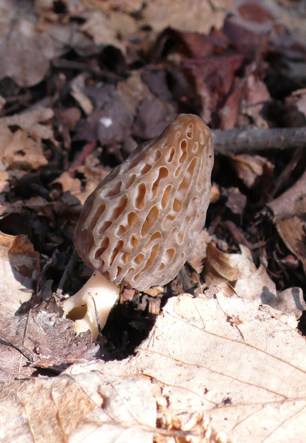 smrčok kužeľovitý ? Morchella conica Pers.